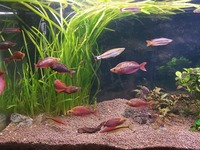 Tropical fish for sale