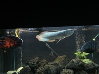 £300    5 ft full set up 22inch arowana 12 inch Oscar and loads more