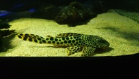 L75 pleco