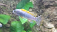 24 Mbuna nice fish not hybrids (Sheffield)