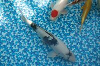 Various Quality Koi for Sale