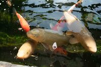 Various Quality Koi for Sale