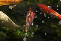 Various Quality Koi for Sale