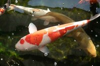 Various Quality Koi for Sale