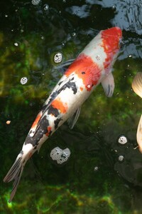 Various Quality Koi for Sale