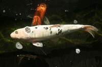 Various Quality Koi for Sale