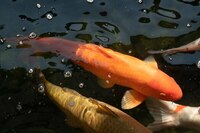 Various Quality Koi for Sale