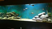 ND Aquatics Tank, Cabinet & Hood and led lights, Eheim Pro 3 2080 filter.