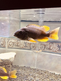 ‘Red Fin’ Lake Malawi Cichlids borleyi "Red Fin" Baby Fry