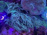 ++RARE++ ULTRA GREEN SINULARIA CORAL.