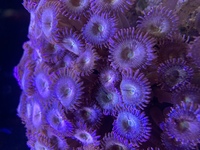 FAIRYDUST ZOAS