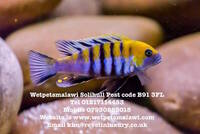 Wet Pets Solihull Have stunning Malawi Juvies for sale some rarer ones and a good size a must see li