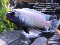 Wet Pets Solihull Have stunning Malawi Juvies for sale some rarer ones and a good size a must see li