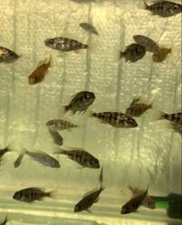 Wet Pets Solihull have yet again another fantastic offer of 20 Malawi Haps and Aulonacaras for sale.