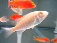 Wet Pets Solihull have yet again another fantastic offer of 20 Malawi Haps and Aulonacaras for sale.