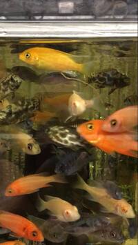 Wet Pets Solihull have yet again another fantastic offer of 20 Malawi Haps and Aulonacaras for sale.