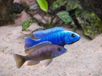 Wet Pets Solihull have yet again another fantastic offer of 20 Malawi Haps and Aulonacaras for sale.