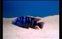 WET PETS SOLIHULL Haplochromis milomo Super VC-10 hap 3 - 5 cm