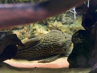 Looking to rehome my Tropical fish including a stunning L190 Royal Pleco