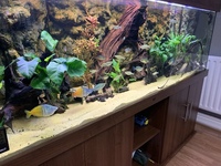 Looking to rehome my Tropical fish including a stunning L190 Royal Pleco