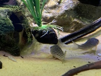 Looking to rehome my Tropical fish including a stunning L190 Royal Pleco