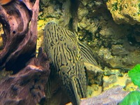 Looking to rehome my Tropical fish including a stunning L190 Royal Pleco