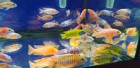 Malawi cichlids peacocks