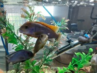 Adult Malawi cichlids for sale £5 each Bedfordshire