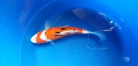 Hq japanese koi Glenfall koi