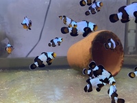 Premium black snowflakes clownfish