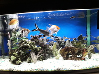 Aqua One AR850 Full Tropical set up with fish £175