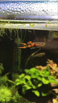 Black Bar Endler fry for sale. Aberdeen