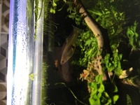 Black Bar Endler fry for sale. Aberdeen