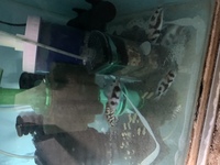 Wet Pets Solihull - For sale x 5 Cyphotilapia black widow frontosa 7 to 9 cm