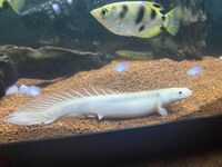 RARE Platinum Endlicheri (White/ Leucistic) 5-6inches