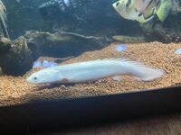 RARE Platinum Endlicheri (White/ Leucistic) 5-6inches