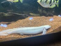 RARE Platinum Endlicheri (White/ Leucistic) 5-6inches