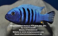 Wet Pets Solihull Have stunning Malawi Juvies for sale some rarer ones and a good size a must see li