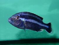 Wet Pets Solihull Have stunning Malawi Juvies for sale some rarer ones and a good size a must see li