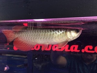 Asian Arowana Planet Arowana. UPDATED