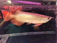 Asian Arowana Planet Arowana. UPDATED