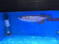 Asian Arowana Planet Arowana. UPDATED