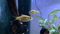 2x golden barbs