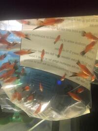 Stunning Swordtail Livebearer fish - 10 for £20