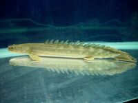 Bichir lapradei