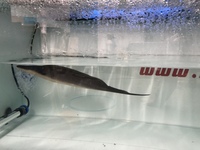 Rare Aba Aba Knife Fish in stock