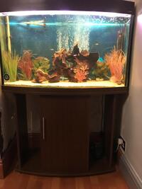 Discus fish and tank