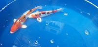 Swap nice japanese koi for rays/ray pups