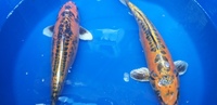 Swap nice japanese koi for rays/ray pups