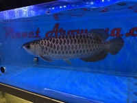 Malaysian Golden Polkadot Crossbelly Blue Base Arowana